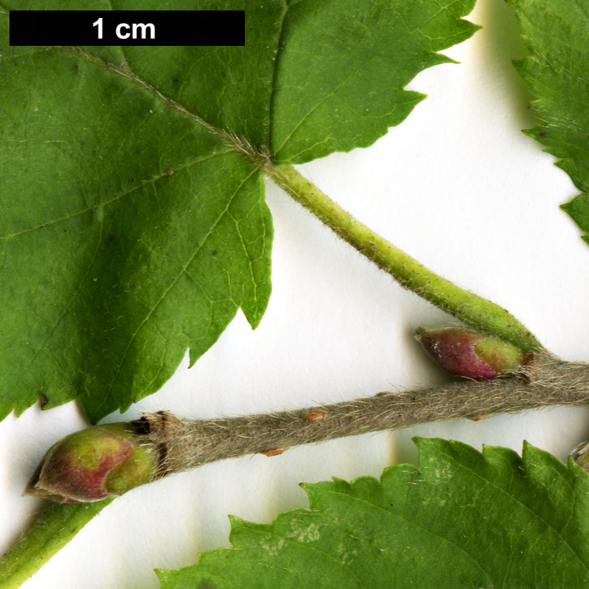 High resolution image: Family: Betulaceae - Genus: Corylus - Taxon: sieboldiana - SpeciesSub: var. mandshurica High resolution image: Family: Betulaceae - Genus: Corylus - Taxon: sieboldiana - SpeciesSub: var. mandshurica